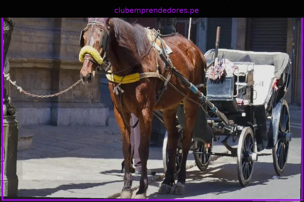 Palermo: Prohibición de Circulación de Vehículos de Tracción Animal por Ola de Calor